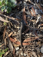 Sceloporus occidentalis bocourtii