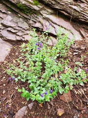 Salvia lycioides