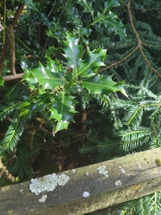Ilex aquifolium