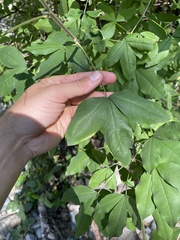 Laburnum anagyroides