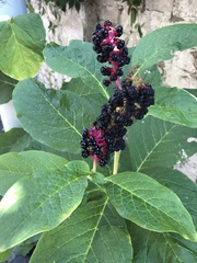 Phytolacca acinosa