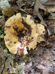 Lactarius psammicola