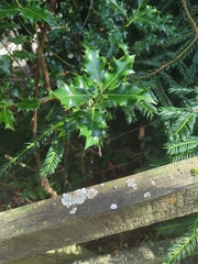 Ilex aquifolium