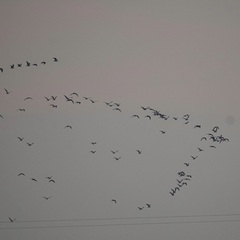 Leucophaeus pipixcan