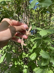 Laburnum anagyroides
