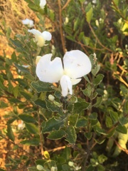 Podalyria calyptrata