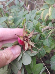 Rosa rugosa