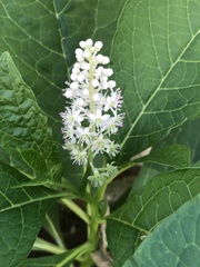 Phytolacca acinosa