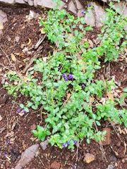 Salvia lycioides