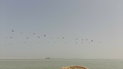 Pelecanus onocrotalus