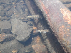 Salmo salar