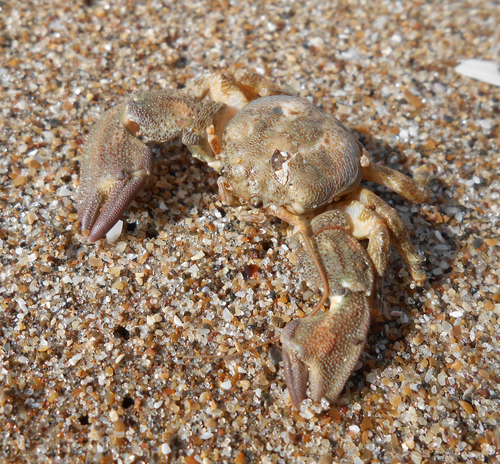 Pachycheles laevidactylus