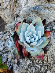 Dudleya