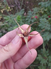 Rosa rugosa