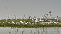 Thalasseus albididorsalis