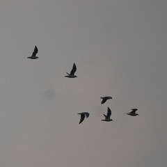 Leucophaeus pipixcan