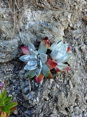 Dudleya