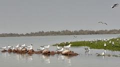 Thalasseus albididorsalis