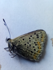 Lycaena tityrus