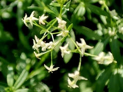 Galium album