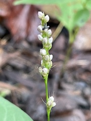 Persicaria punctata
