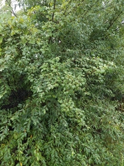 Rhamnus cathartica