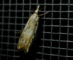 Catoptria falsella