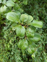 Rhamnus cathartica