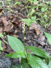 Persicaria punctata