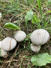 Lycoperdon