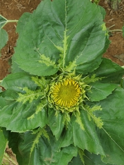 Plasmopara halstedii