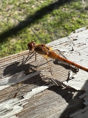 Sympetrum