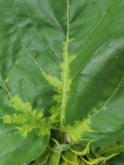 Plasmopara halstedii