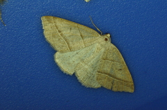 Petrophora subaequaria