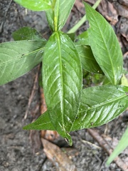 Persicaria punctata