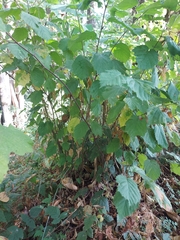 Corylus cornuta