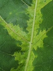 Plasmopara halstedii