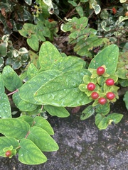 Hypericum androsaemum