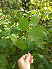 Corylus cornuta