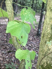 Aristolochia tomentosa