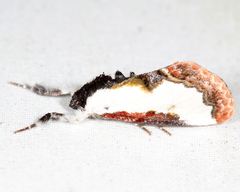 Eudryas unio
