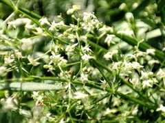 Galium album