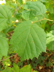 Corylus cornuta