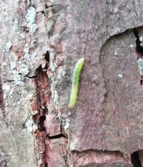 Insecta