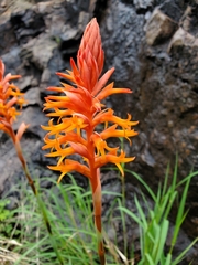 Dichromanthus cinnabarinus