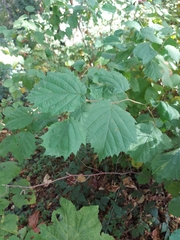 Corylus cornuta