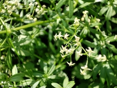 Galium album