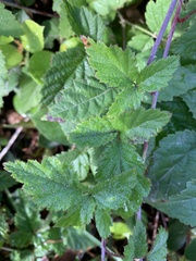 Rubus ursinus