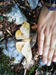 Antheraea yamamai