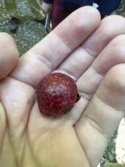 Amphibolips quercusjuglans